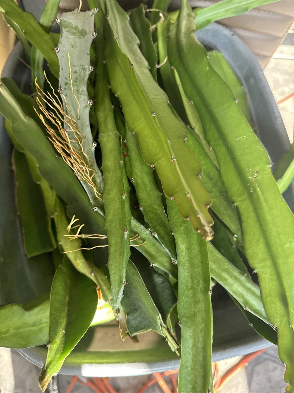 Dragon Fruit Cuttings 8-14 Inches, Pitaya Variety, Hylocereus Undatus, Fresh Cactus for Plant Propagation