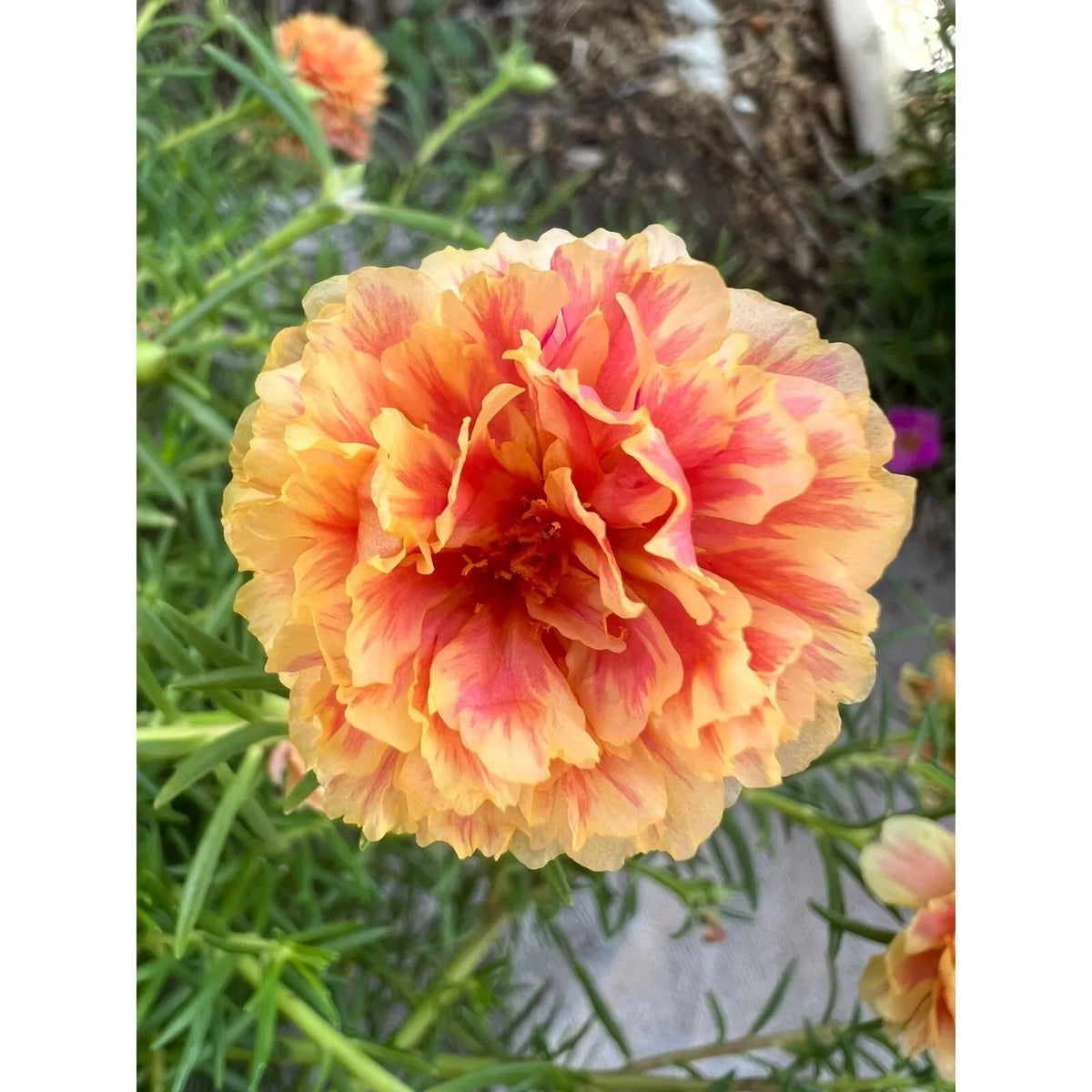 Unrooted Cuttings, "TONGRI" Color Variety, Portulaca grandiflora - Vibrant Moss Rose Blooms for Gardens