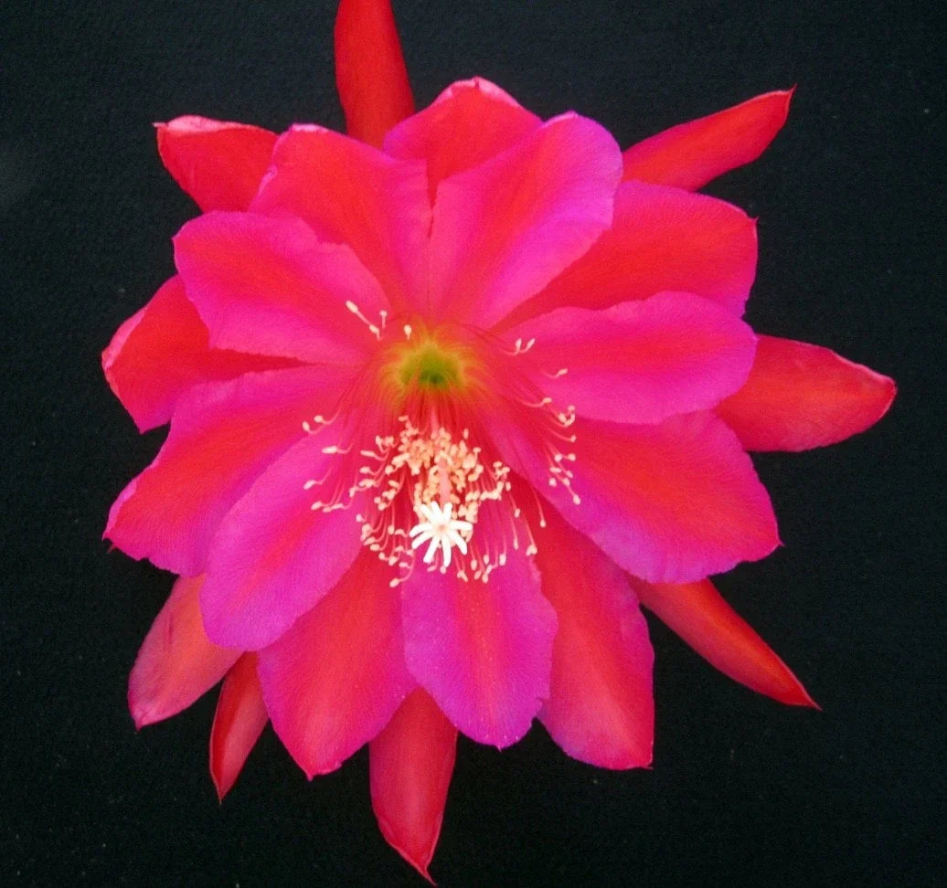 Epiphyllum Cutting, Single Cutting, Cuzco Orchid Cactus, Epiphyllum oxypetalum - Easy Care, Vibrant Blooms for Indoors or Outdoors