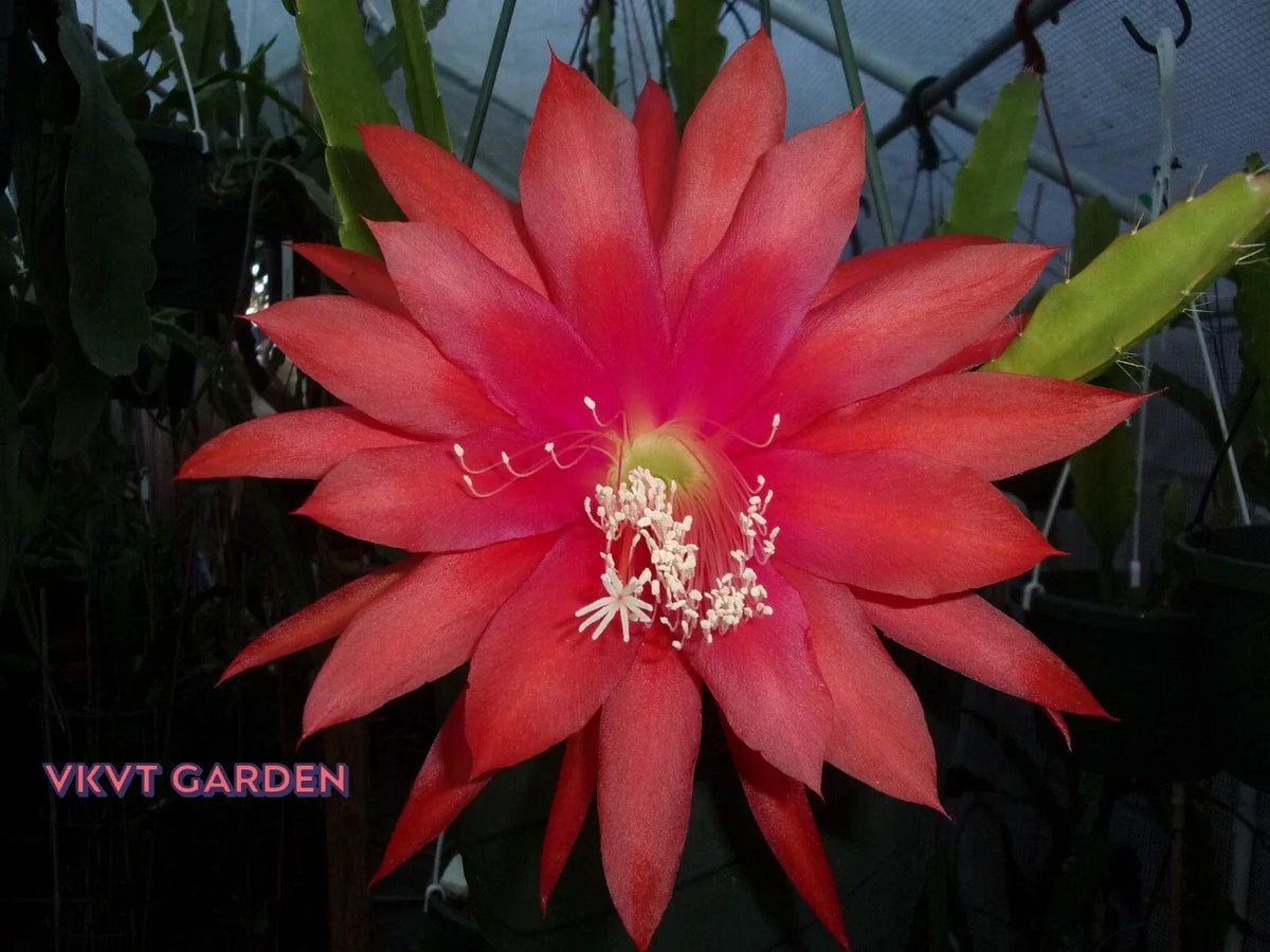 Epiphyllum Orchid Cactus Cutting - 6-8 inch Camillo Schneider - Rare Succulent - Indoor Gardening - Epiphyllum Hybrid