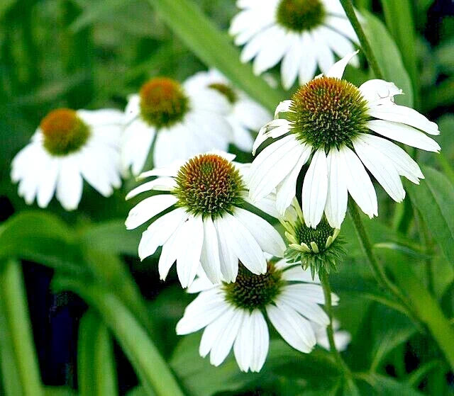 Echinacea Seeds 100 Count, Snow White Coneflower, Large Daisy-Like Flowers, Echinacea purpurea 'Snow White'