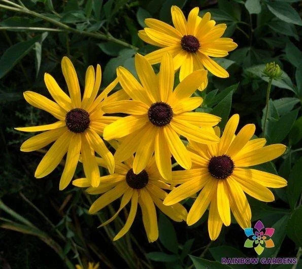 Sweet Coneflower Seeds 200+ Pack, Rudbeckia hirta, Yellow Flowers, USA Grown, Easy to Grow Perennial Garden Plant