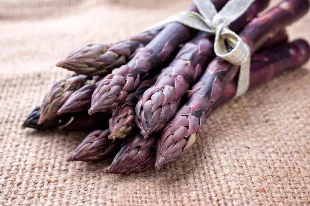 Purple Passion Asparagus Bare Root Plants - 2-Year Crowns - Asparagus officinalis 'Purple Passion' - Garden Vegetable