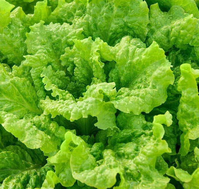Black Seeded Simpson Lettuce Seeds - 1000+ Organic Leafy Greens - Lactuca sativa - Fast-Growing for Garden Salad