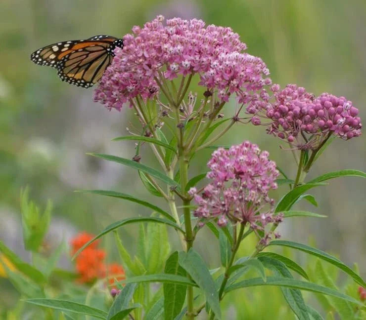 Rose Milkweed Seeds 50 Pack - Pink Flowering Asclepias incarnata for Pollinators, Native Plant for Garden and Landscape Use