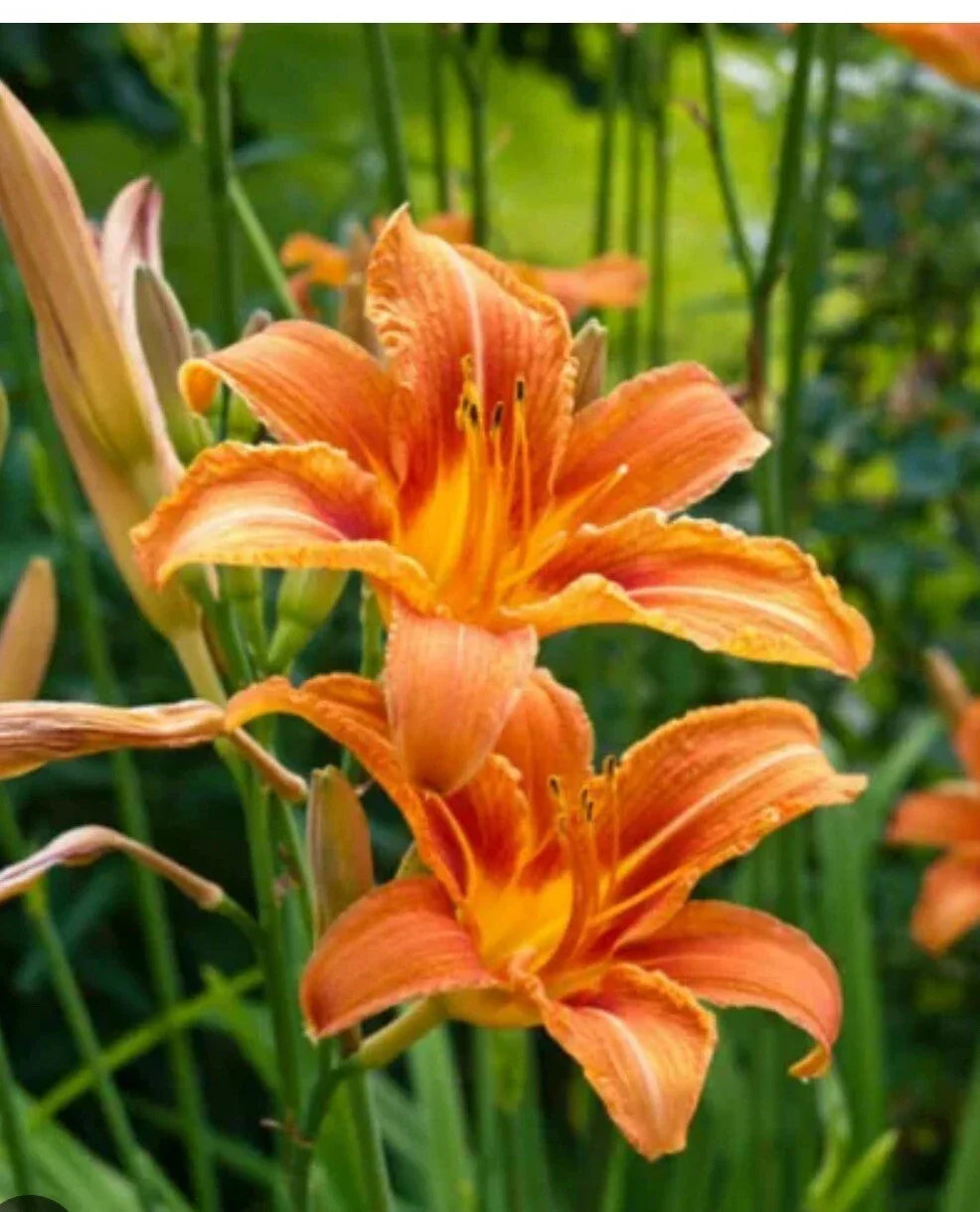 Daylily Plants 125 Big Roots Orange Tawny 'Ditch Lily' Hemerocallis fulva - Perennial Garden Flower - Free Shipping