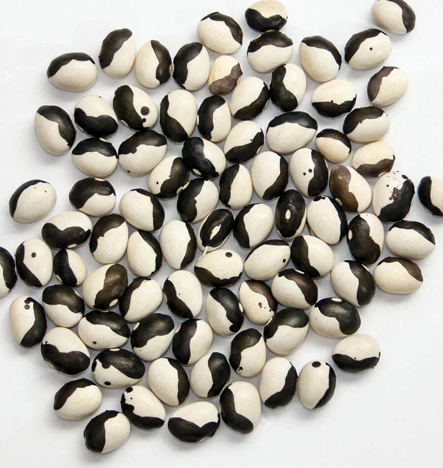Calypso Bean Seeds - Heirloom Soup Beans - Black & White Striped - Phaseolus vulgaris - Non-GMO - Fresh & High Germination Rate