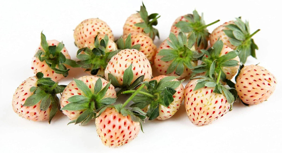 Large Live Plug Plant White Pineberry Strawberry Fragaria Ananassa 'Pineberry' Unique White Skin Juicy Flavorful Berries