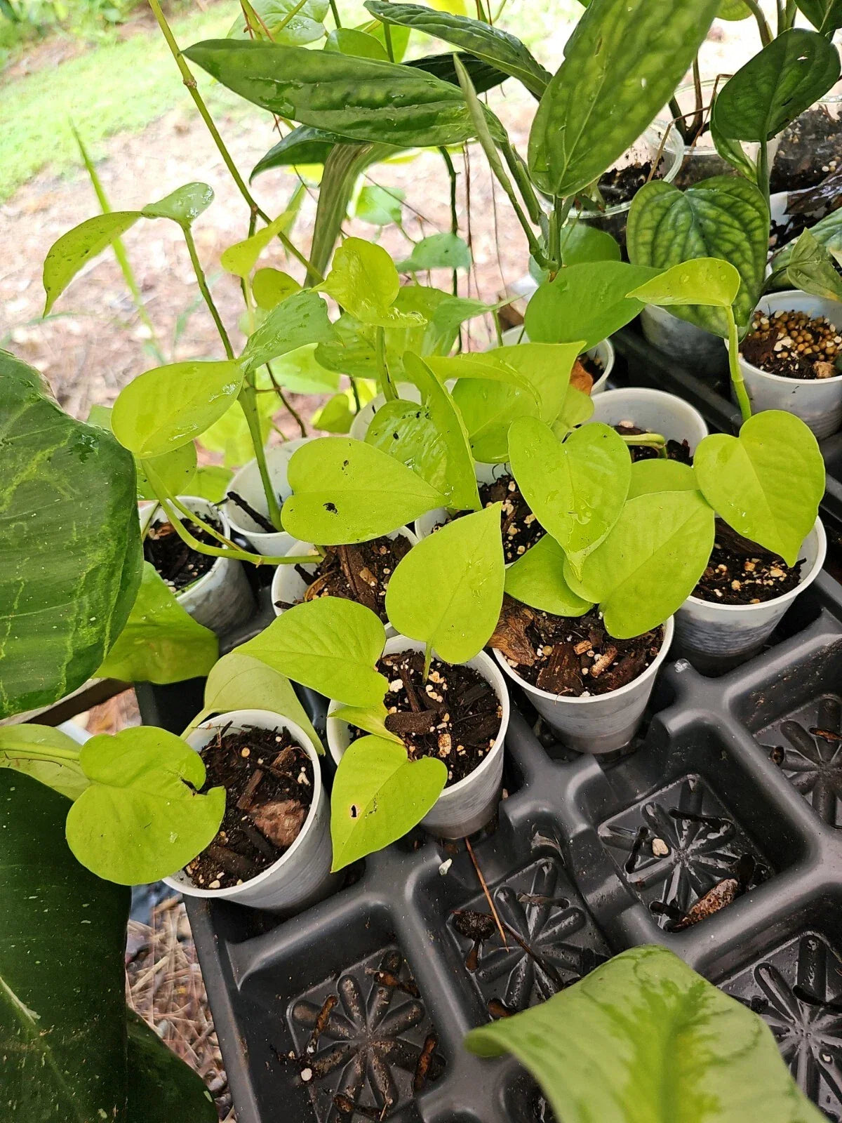 Rooted Neon Pothos Plant 2.5" Pot - Epipremnum aureum, Indoor Houseplant, Low Light Tolerant, Live Greenery