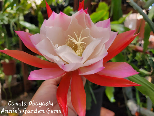Epiphyllum Camila Obayashi Orchid Cactus 4 Inch Pot - Well Rooted, Unique Flowering Plant, Indoor Houseplant