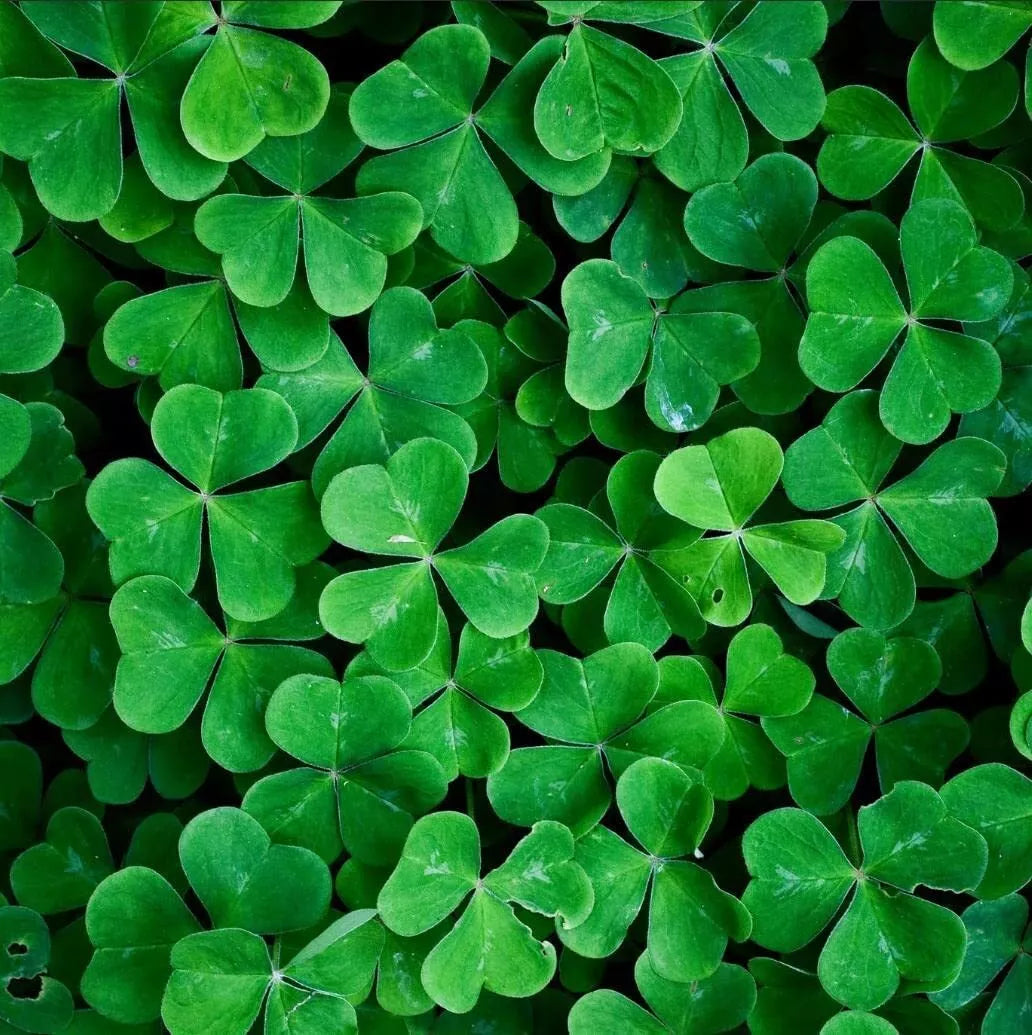 White Clover Seeds (1,000 Seeds) - Easy Grow Lucky Grass, Trifolium repens, Attracts Pollinators, Drought Resistant Ground Cover