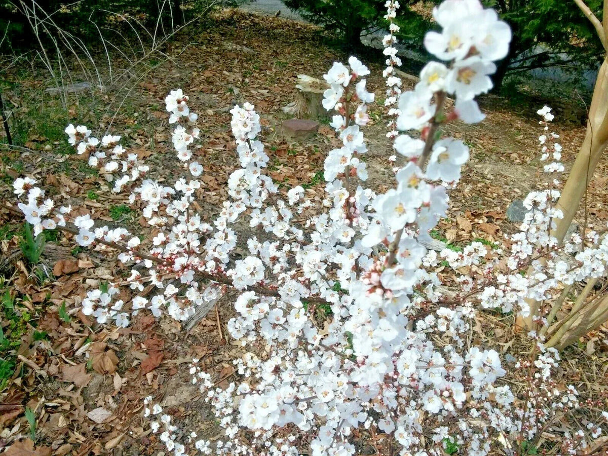 Unrooted Cuttings 10 Thin Semi-Hardwood Dwarf Nanking Cherry Prunus Tomentosa - Edible & Ornamental Plant
