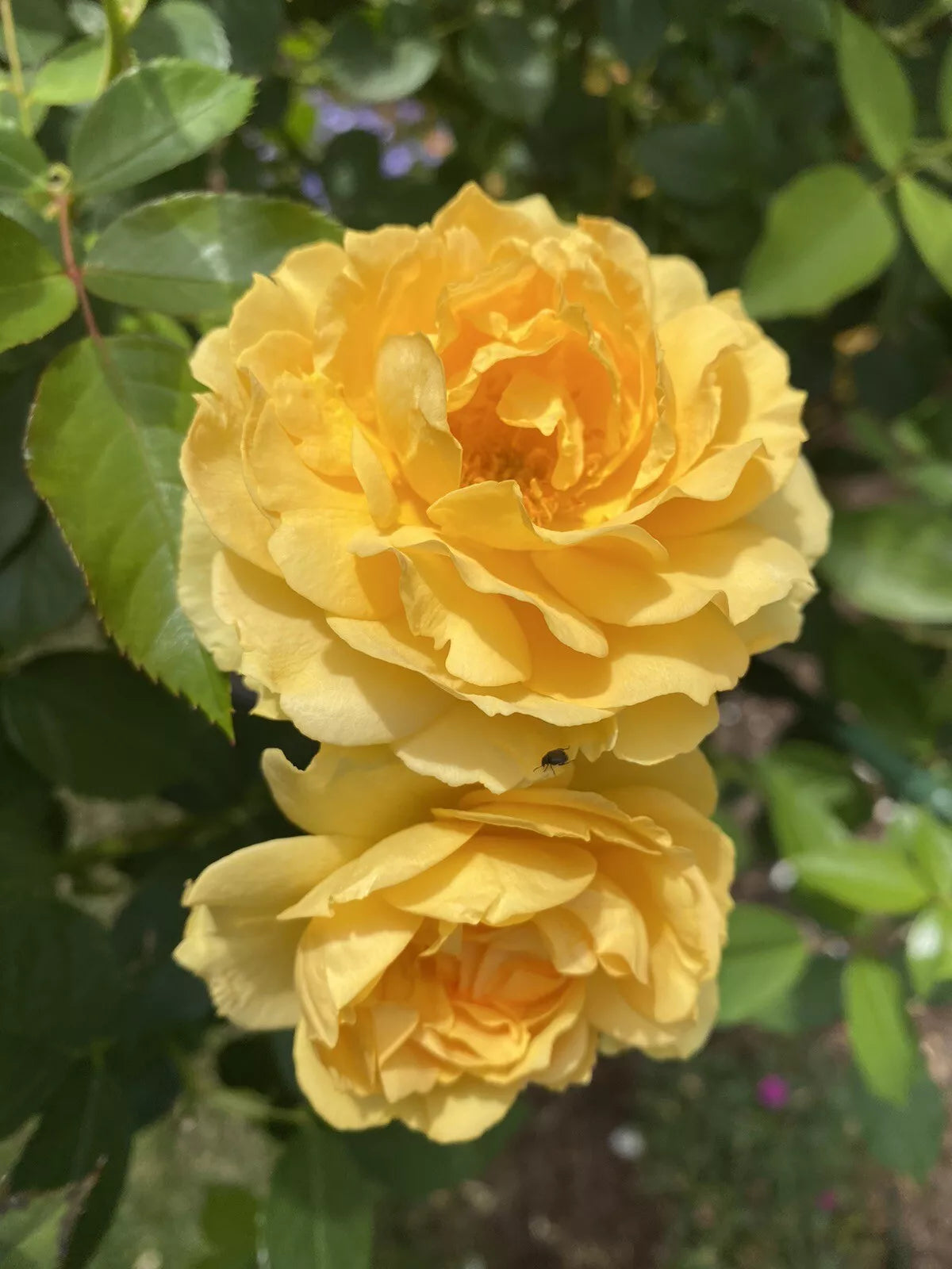 Unrooted Rose Cuttings - 5-8" Julia Child - Rosa 'Julia Child' - 3 Fresh Stems - Fragrant Yellow Blooms for Propagation