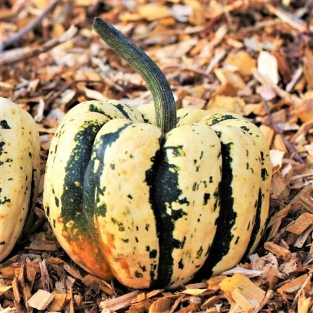 Sweet Dumpling Squash Seeds | Heirloom Variety for Fall Gardening | Cucurbita pepo | Non-GMO, 20 Seeds Pack