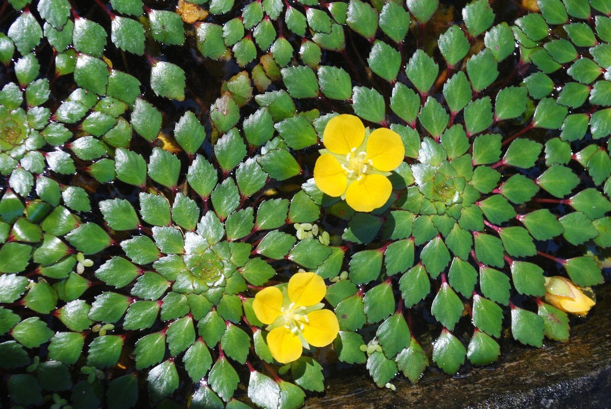 Mosaic Plant Bundle - 4 Live Aquatic Plants - Ludwigia Sedioides - Easy Care for Aquarium or Pond