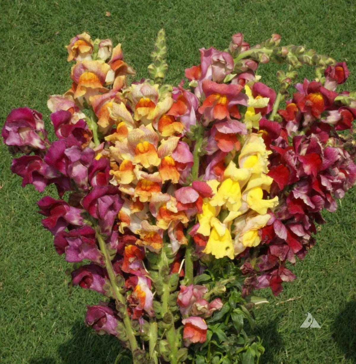 Snapdragon Seeds 500 Count Tetra Mix Multi-Colored Blooms Non-GMO Antirrhinum majus for Vibrant Garden Display