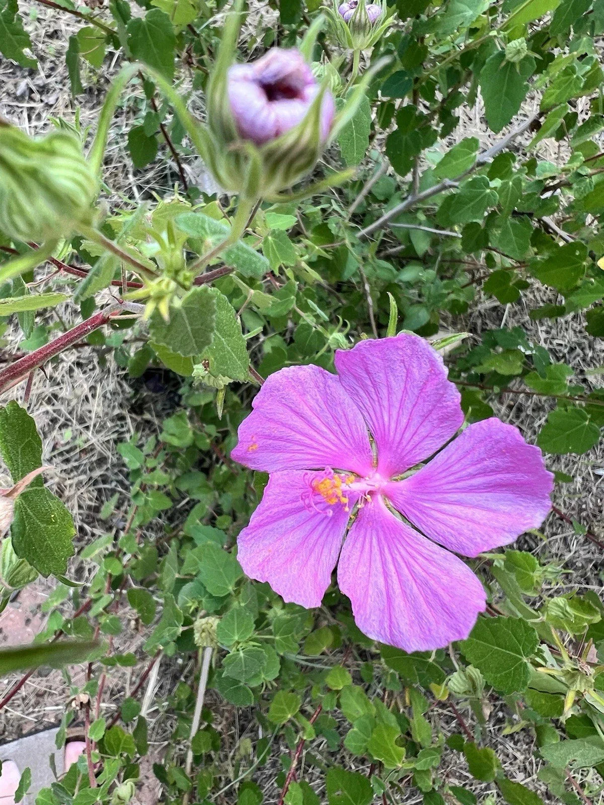 Pink Desert Rock Rose Seeds - 15 Count Pavonia lasiopetala - Texas Native Perennial Flower for Xeriscaping and Gardens