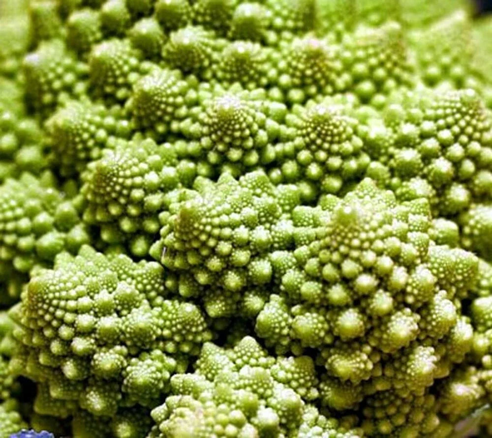 Broccoli Romanesco Seeds - 5000 Count Heirloom - Brassica oleracea var. botrytis - Unique Fractal Shape, Nutty Flavor