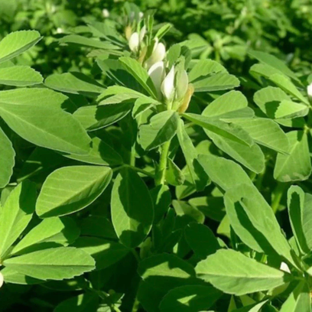 Fenugreek Seeds 100 Count NON-GMO Heirloom Trigonella foenum-graecum Fresh Garden Seeds for Culinary Use