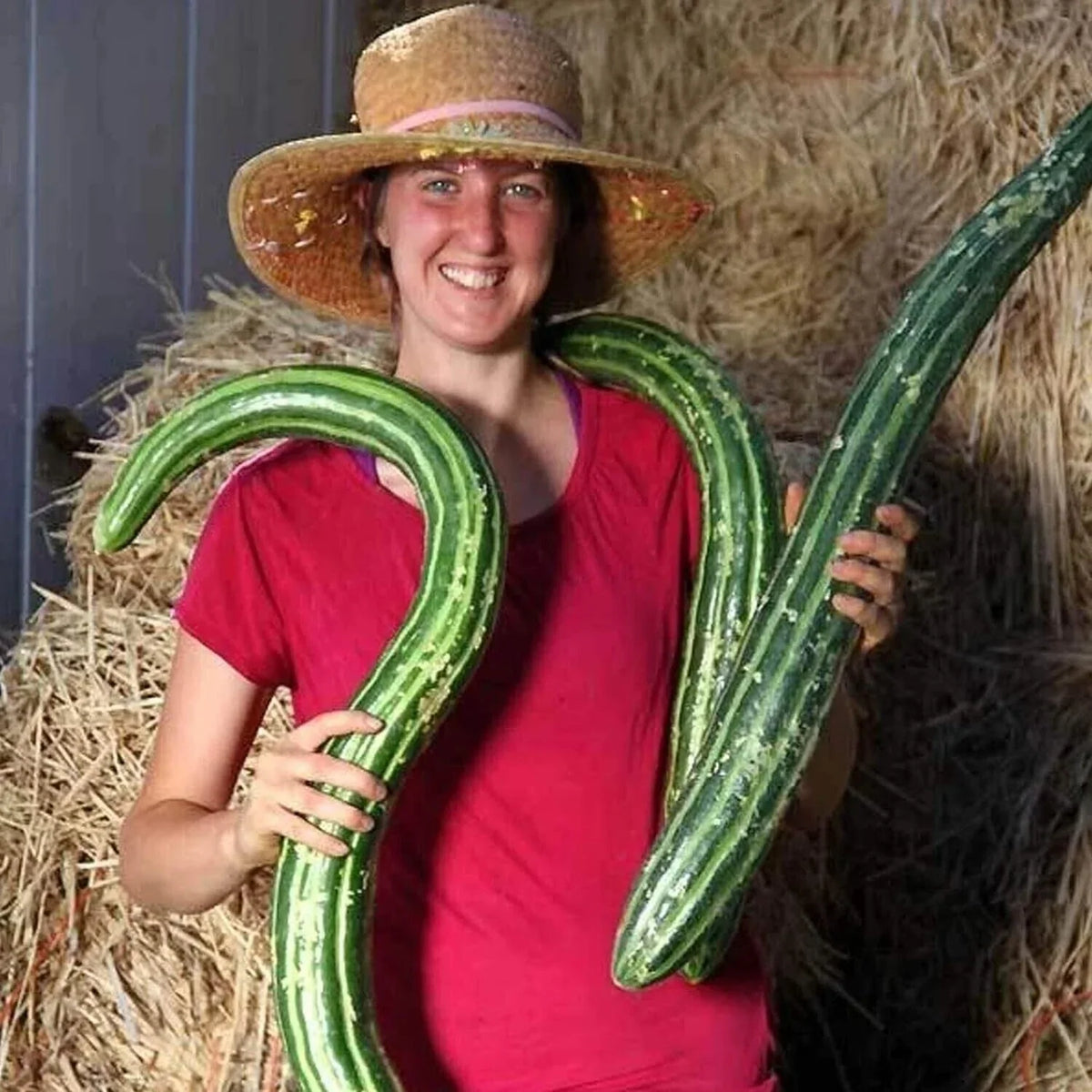 Organic Painted Serpent Cucumber Seeds - 25+ Heirloom, Non-GMO, Rare Variety - Cucumis sativus