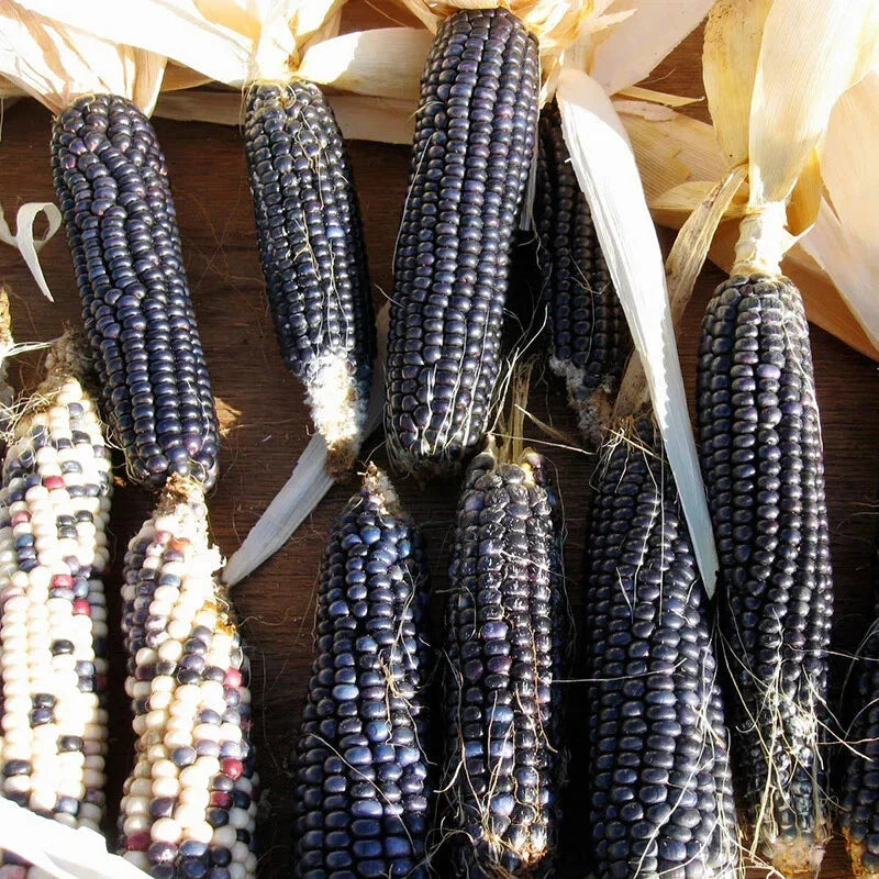Hopi Blue Corn Seeds - 30 Heirloom Non-GMO Seeds - Zea mays - Unique Culinary & Ornamental Blue Kernels