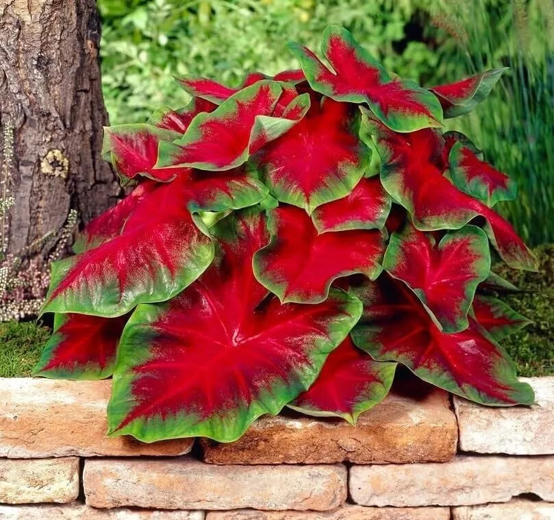 Florida Cardinal Caladium Bulbs - 2 Pack - Vibrant Red & Green Foliage - Caladium × hortulanum - Perennial Plant for Shade