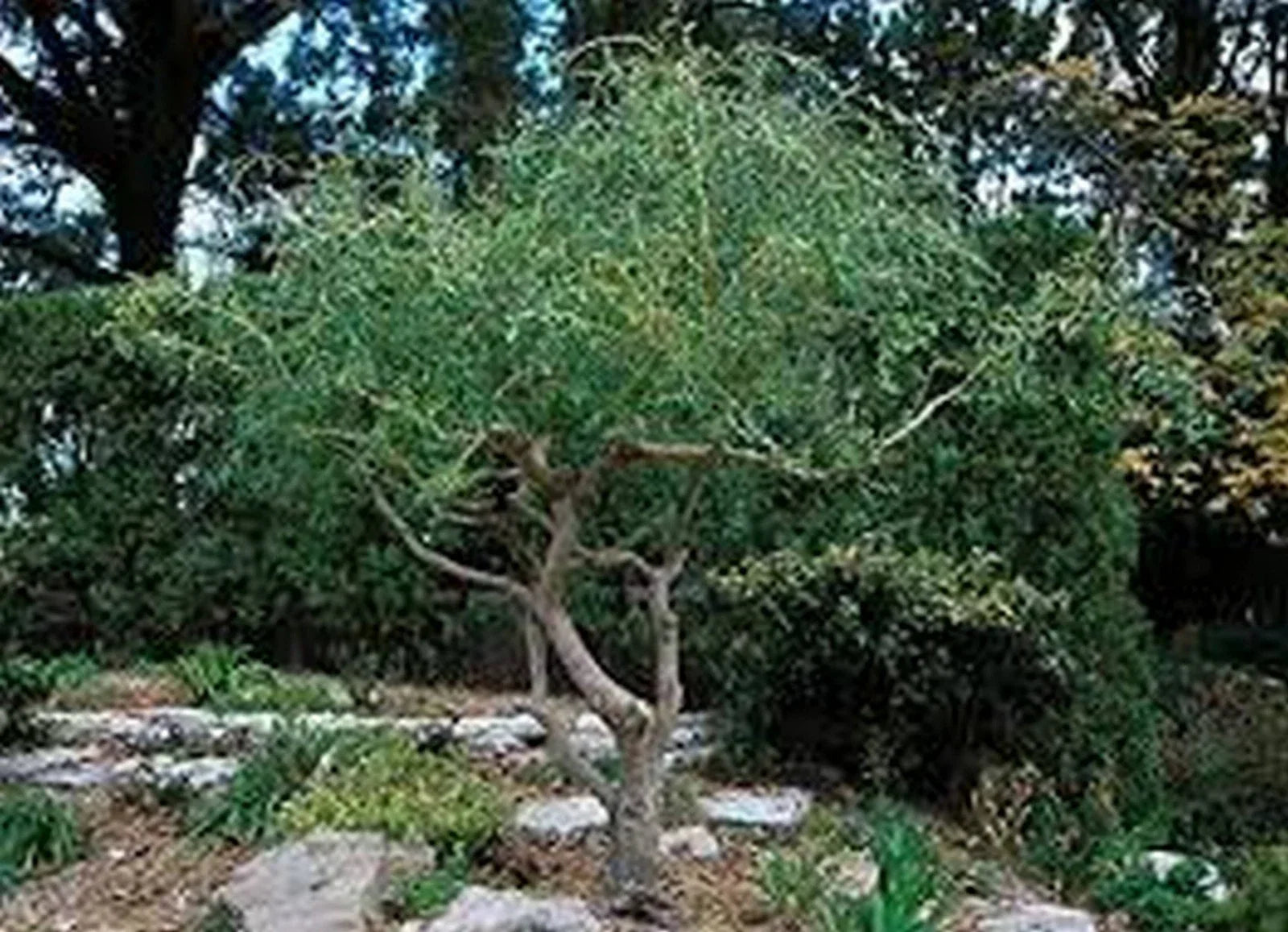Corkscrew Willow Tree Cuttings - 3 Fast Growing Cuttings for Privacy - Salix babylonica 'Tortuosa' - Unique Twisting Branches