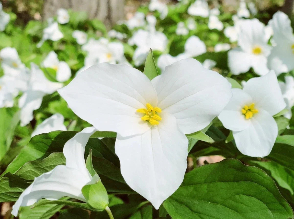 White Trillium Bulbs - 10 Bareroot Plants - Trillium grandiflorum - Hardy for Zones 4-8 - Elegant White Flowers