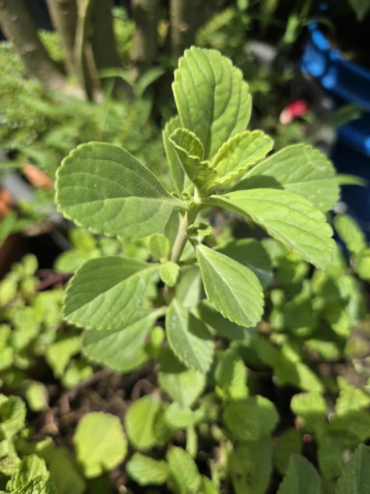 Boldo Fresh Cuttings for Propagation - 4 Cuttings - Medicinal Herb - Peumus boldus