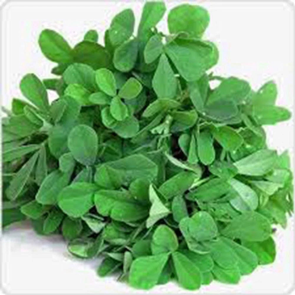 Fenugreek Herb Seeds - Heirloom Variety, 20+ Seeds, Trigonella foenum-graecum, Non-GMO, Culinary Herb for Home Gardening