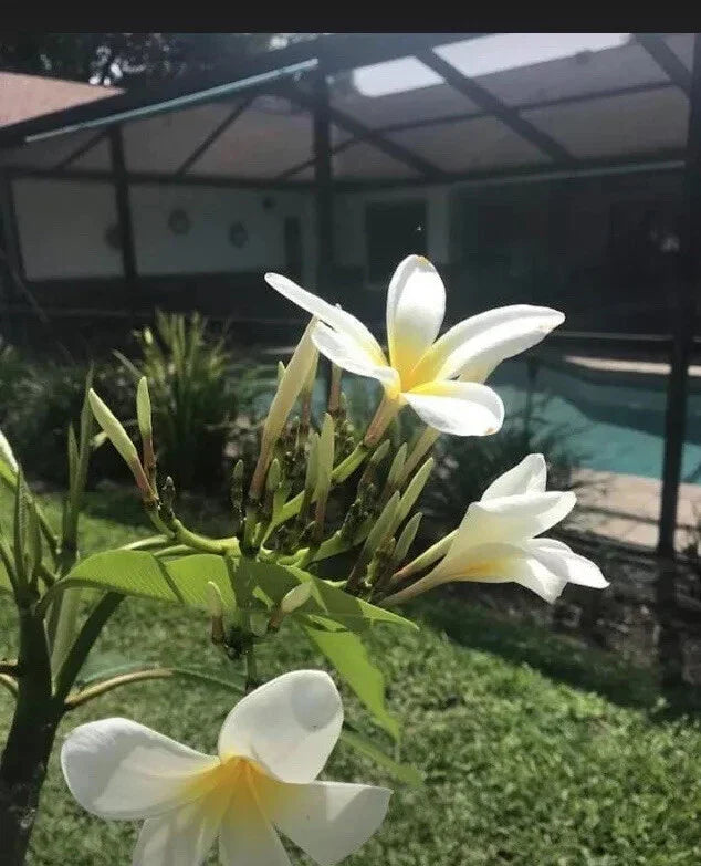 Plumeria Cutting 10-12 Inch White Yellow Variety Frangipani Plumeria spp. Florida Grown Tropical Plant