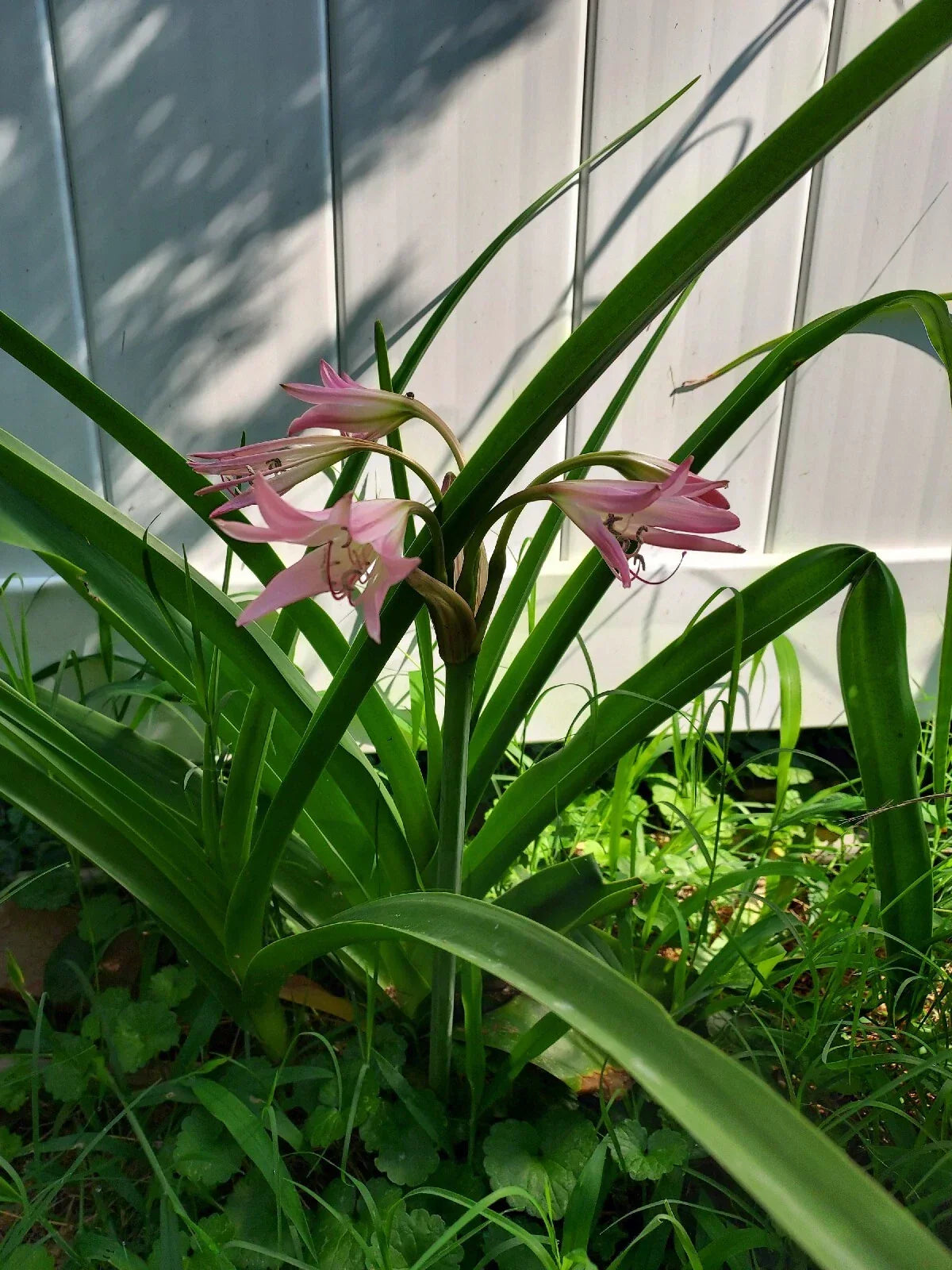 Crinum Rosea Cape Lily Bulb - Large Pink Flowering Plant - Healthy Single Bulb - Crinum rosea for Gardens and Containers