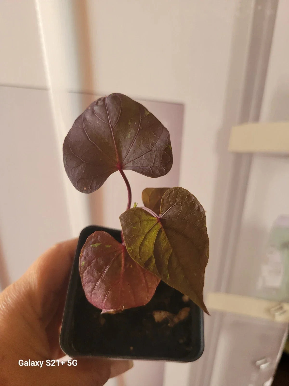 Potted "Blackie" Sweet Potato Vine Plant - 4-Inch Pot - Ipomoea batatas - Dark Purple Foliage for Container Gardening