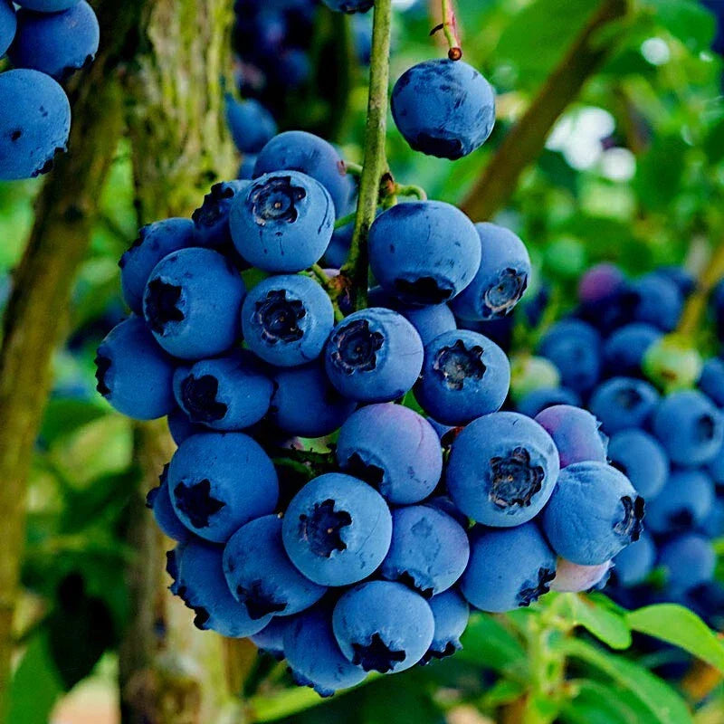 Blueberry Tree Seeds - Southern Highbush Variety - Vaccinium corymbosum - Cold Hardy for New Jersey Gardens - 20 Seeds