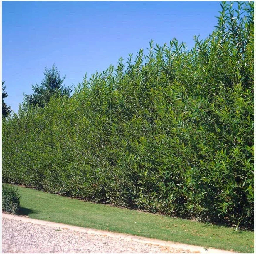 Austree Hybrid Willow Cuttings - 10 Inch Fresh Cut - 60 Thick Cuttings for Fast Growth - Salix × sepulcralis