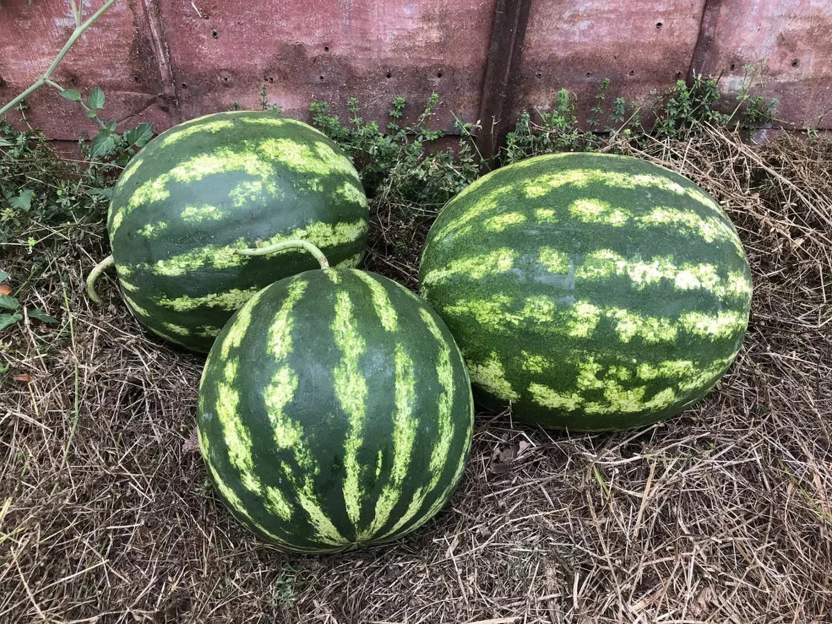 Crimson Sweet Watermelon Seeds - 12+ Non-GMO Heirloom Organic - Red Variety - Citrullus lanatus for Home Gardens