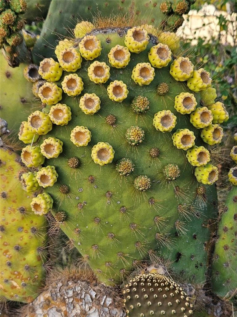 Opuntia Galapageia var. Profusa Cactus - Unrooted Very Large Pad with Attached Fruit - Galapagos Prickly Pear Plant