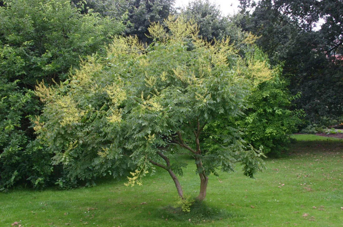 Golden Rain Tree Seeds, 10 Count, Koelreuteria paniculata, Hardy Ornamental Tree for Gardens and Landscaping