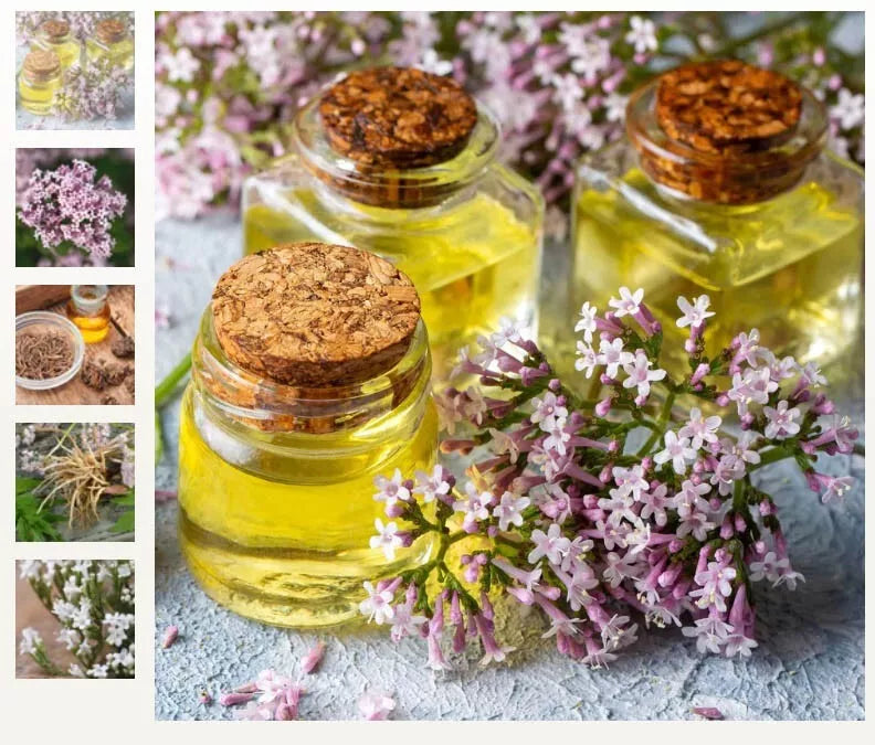 Valerian Herb Seeds - 100 Non-GMO Seeds for Herbal Garden - Valeriana officinalis - Easy to Grow, Fragrant Flowers