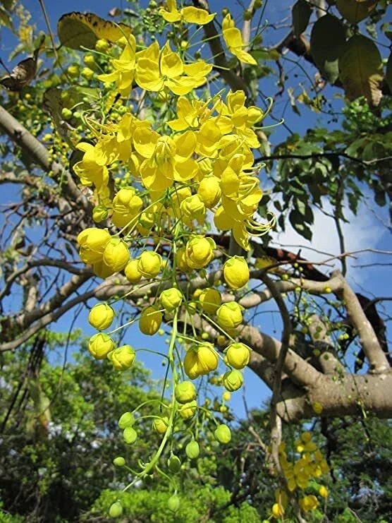 Golden Shower Tree Seeds (30 Seeds) - Weeping Yellow Blooms, Tropical Flowering Tree, Cassia fistula