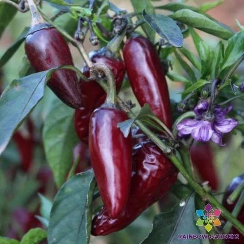 Purple Jalapeno Pepper Seeds - 25+ Spicy Hot Seeds - Capsicum annuum - Unique Flavor for Gardening and Cooking