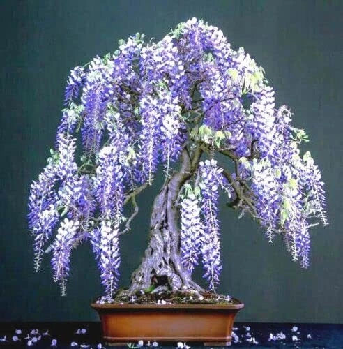 Purple Wisteria Bonsai Seeds, 10 Pack, Flowering Variety, Wisteria floribunda, Compact Cascading Blooms
