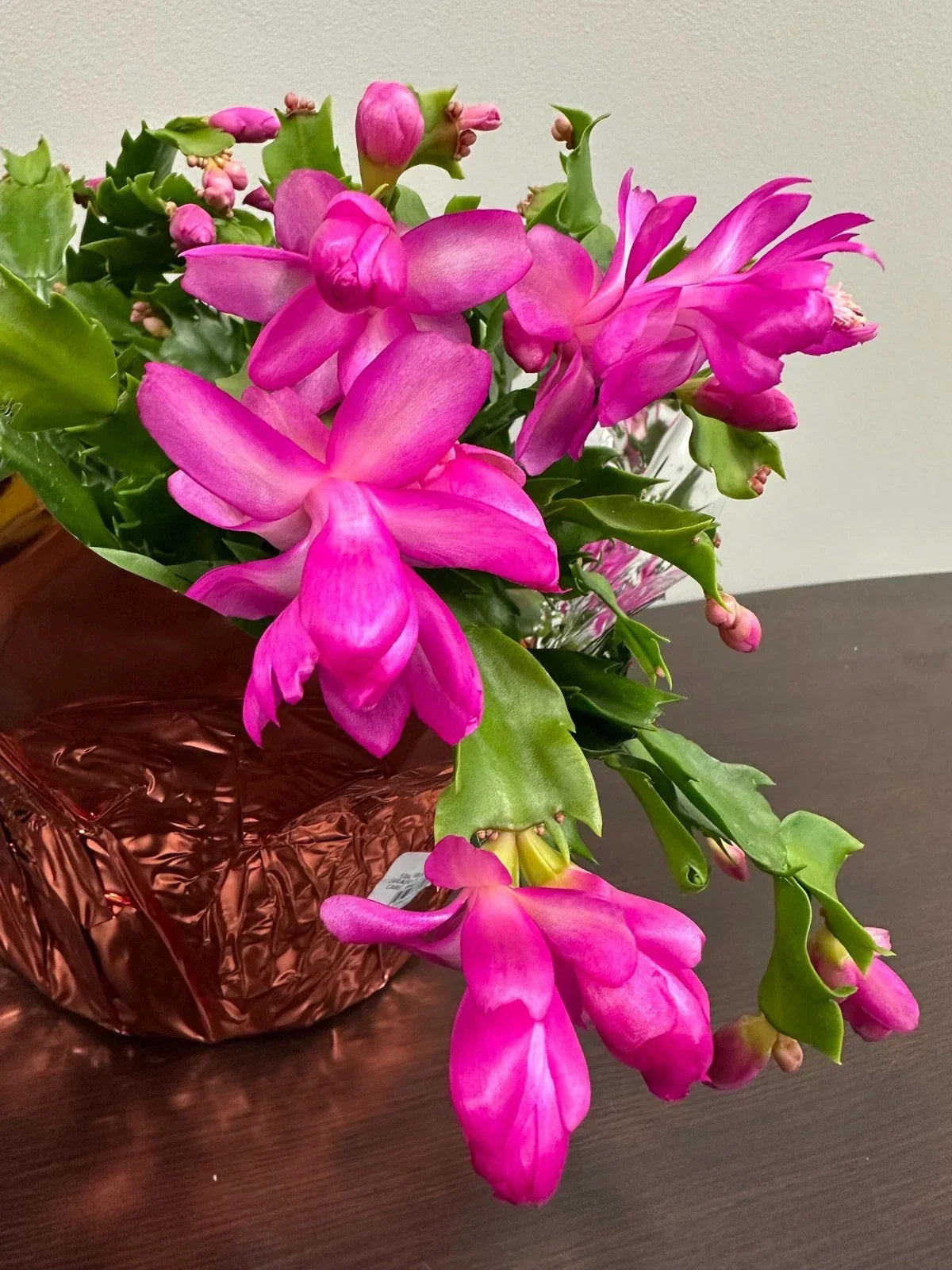 3 Unrooted Cuttings Purple Dancer Thanksgiving Cactus Schlumbergera Truncata - Vibrant Indoor Plant Propagation