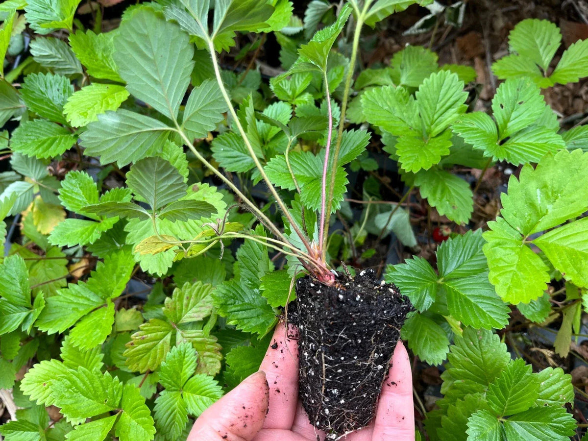Alpine Strawberry Live Plant 2" Pot, Well-Rooted Starter Plant, Fragaria vesca, Compact Growth for Container Gardening