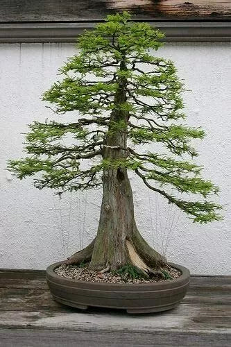Bald Cypress Bonsai Seeds - 10 Pack - Taxodium distichum - Exotic Tree Seeds for Indoor/Outdoor Cultivation