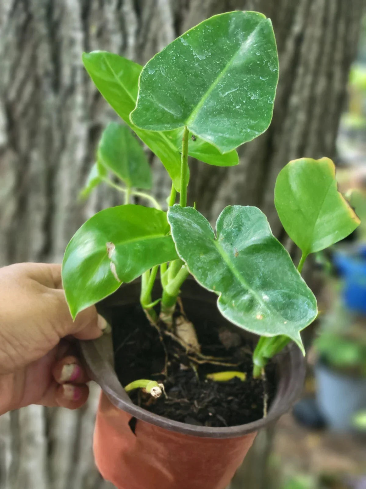 Burle Marx Philodendron Bare Roots Plant - Tropical Green Foliage - Philodendron 'Burle Marx' - Easy Care Indoor Plant