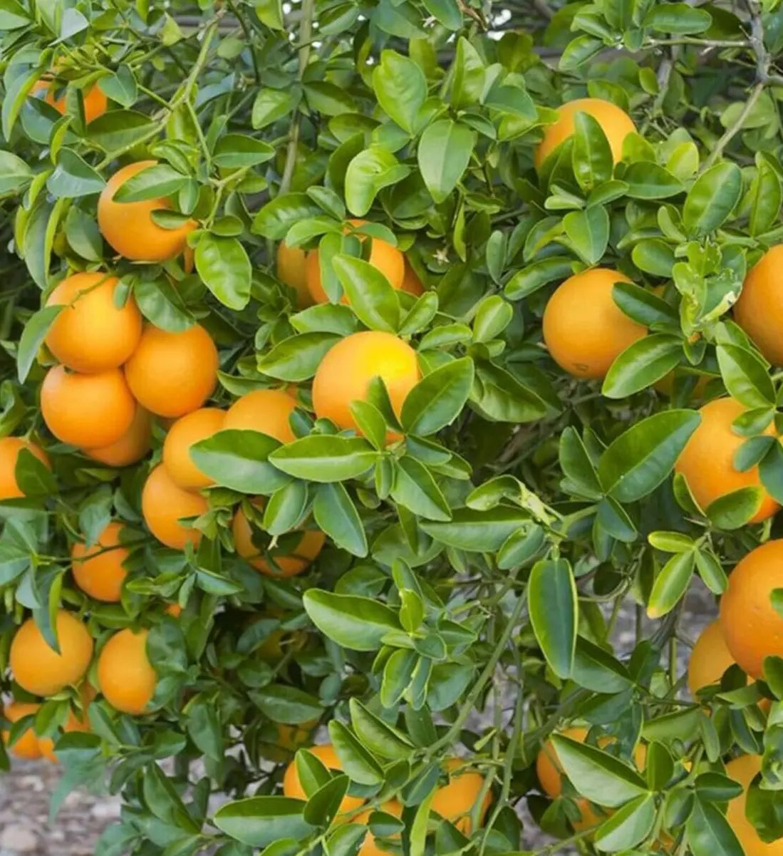 Orange Tree Seeds 7-Pack - Sweet Juicy Citrus Sinensis - Vitamin C Rich, Easy to Grow for Juicing and Fresh Enjoyment