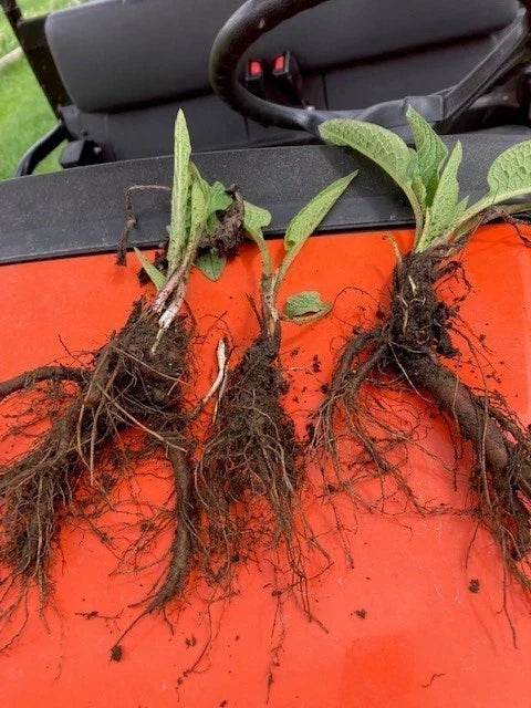 Comfrey Bocking 14 Rooted Crown Cuts 5-Pack Deer Resistant Symphytum × uplandicum for Garden Permaculture