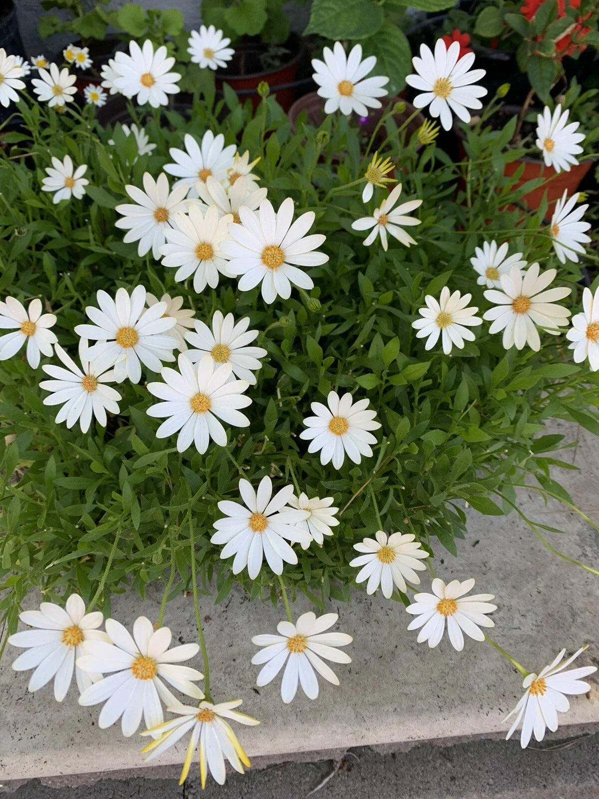 African Daisy Plant - Established Perennial - Cream/Yellow Blooms - Osteospermum - Drought-Tolerant, Attracts Pollinators