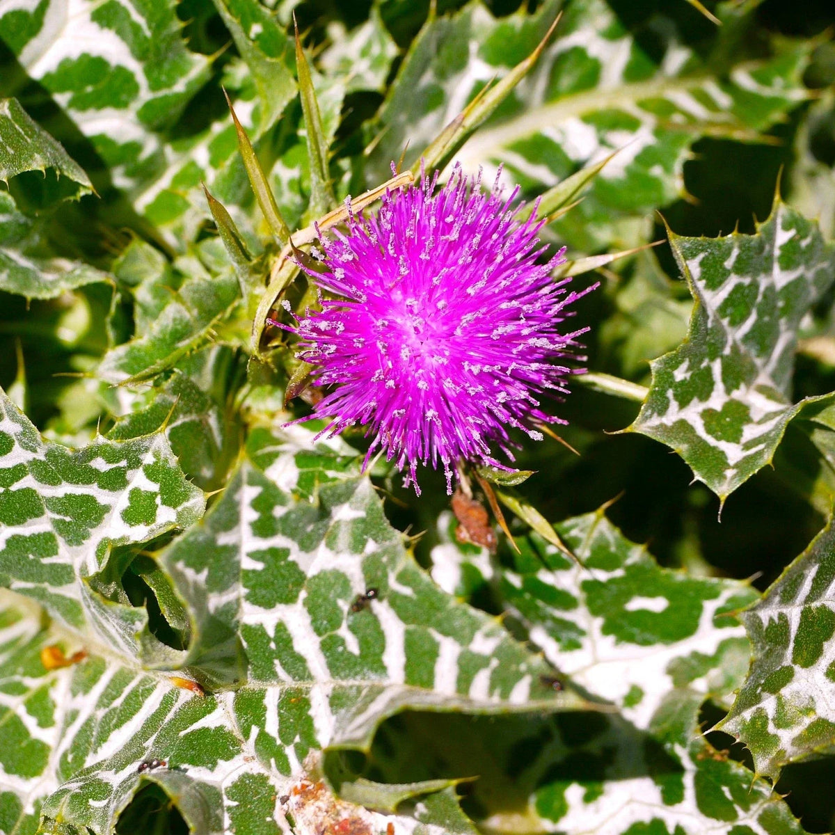 Milk Thistle Seeds - Whole Seeds for Planting - Silybum marianum - Holistic Herb for Liver Support - 2025 Gardening